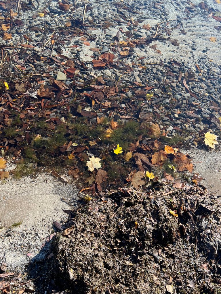 a close up of leaves on the ground