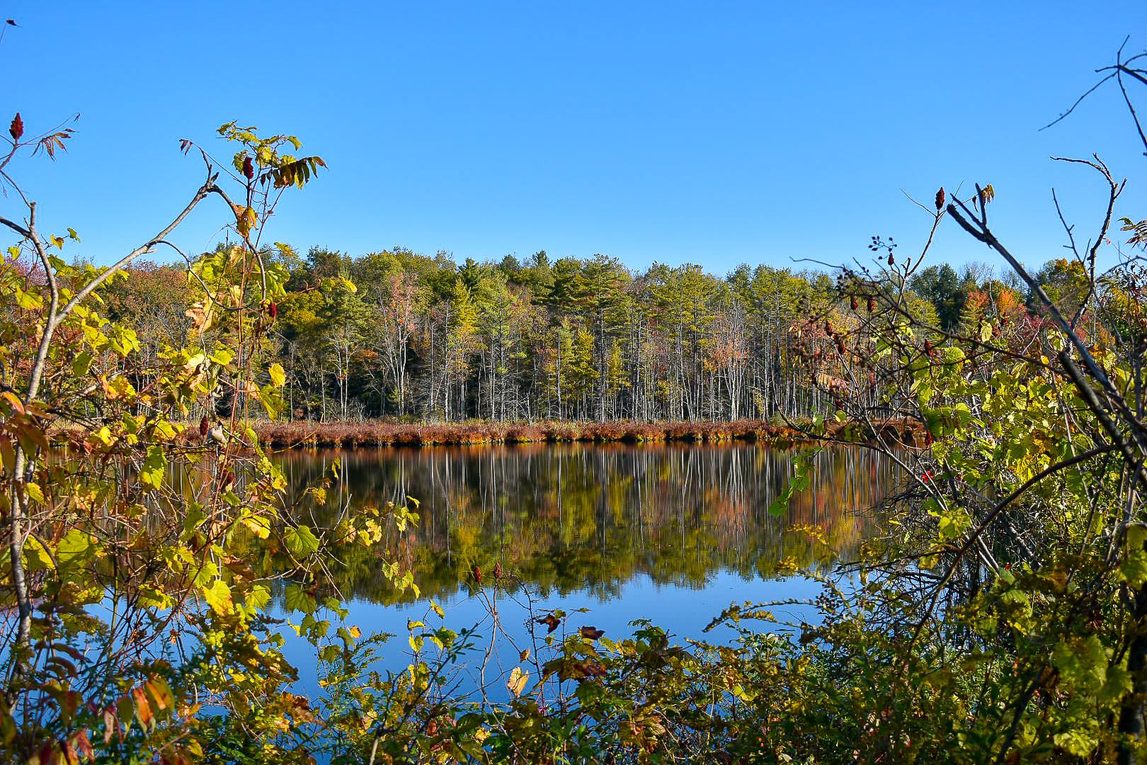 a lake with trees in the background